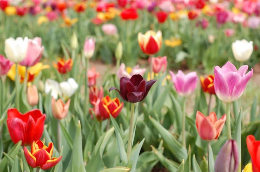 Tulip Farm Photo Diary