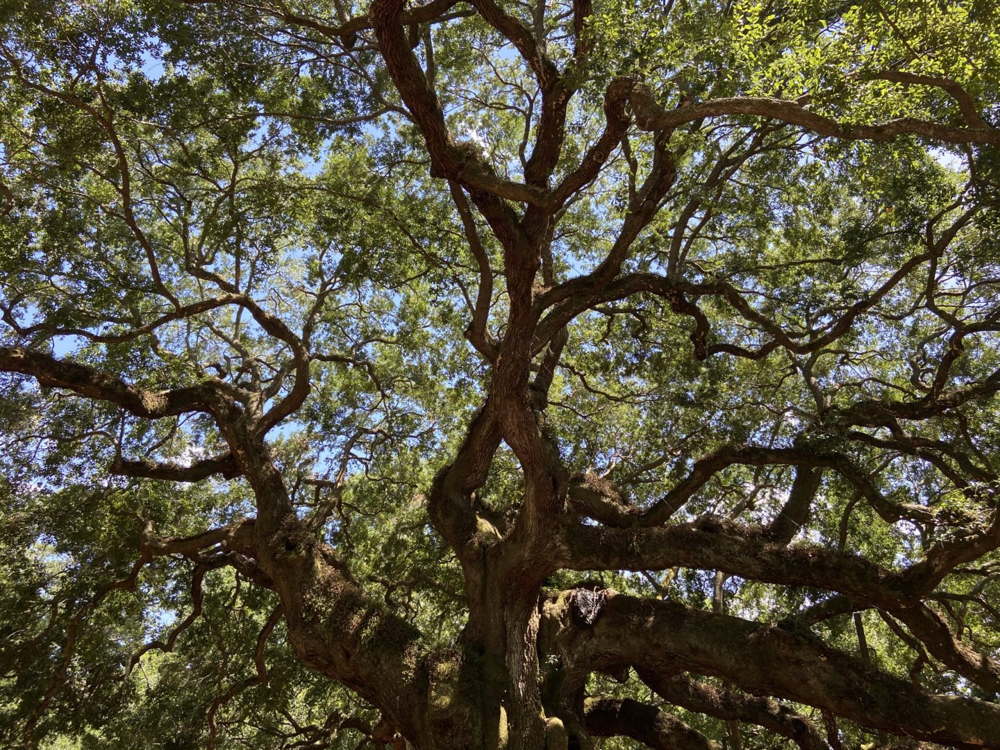 angel oak tree