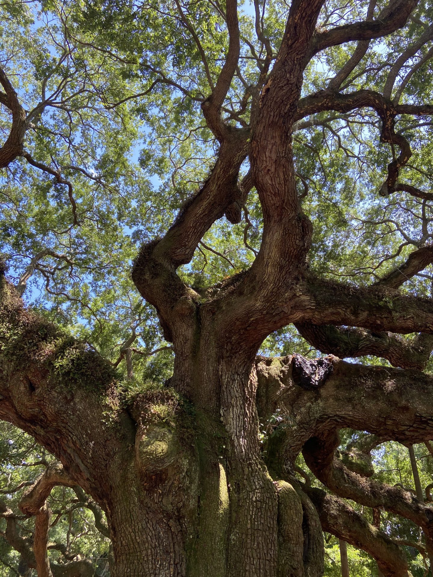 Angel Oak tree South Carolina