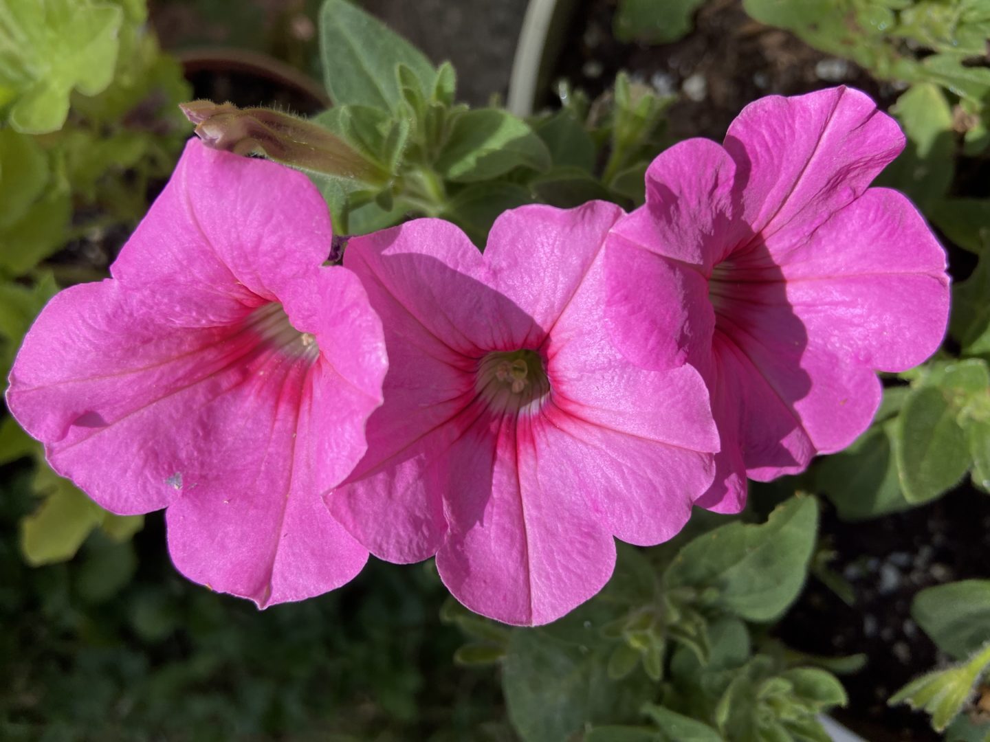 container garden tour