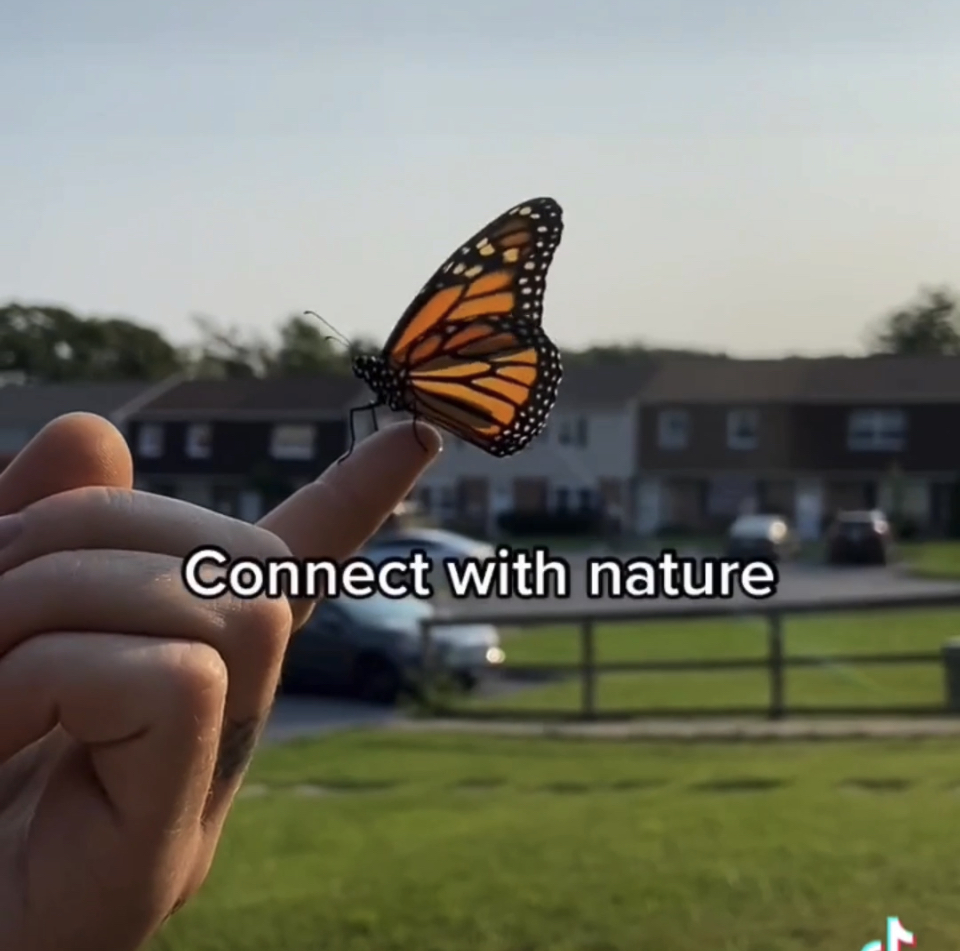 raising monarch butterflies